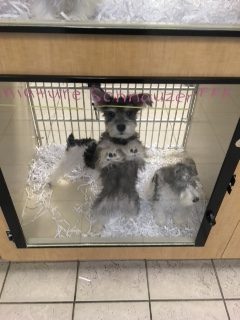 Puppy at the Family Puppy pet store in the Fountain Walk Mall, Novi. 