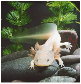 Axolotls are endangered species! 