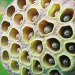 Lotus pod with repeating circles. Does this make you feel scared or gross you out?