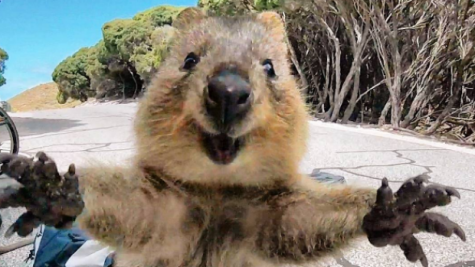 The unasked question this week: What is a Quokka?