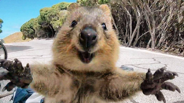 The+unasked+question+this+week%3A+What+is+a+Quokka%3F