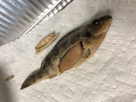 This is one of the fish dissected. This is the female fish with the egg sac.