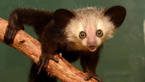 The Unasked Question this Week is: What is a Aye-aye?