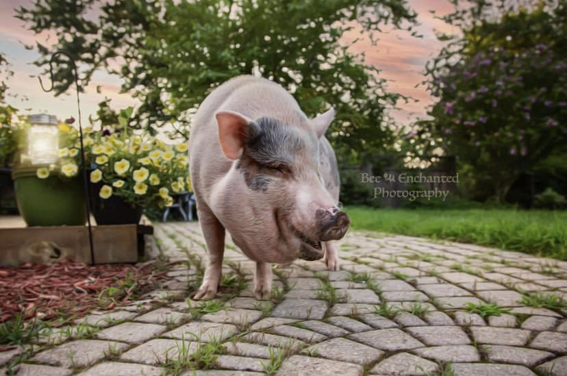 All About Avonlea the Pig