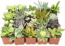 Plants to Get