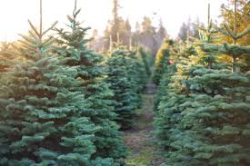 What is the Best Christmas Tree to Get?