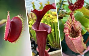 Carnivorous Plant Facts