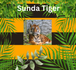 Endangered Sunda Tiger