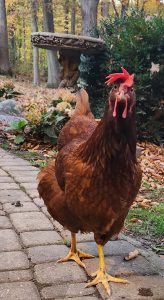 Why Chickens are Great Animals & Great Pets