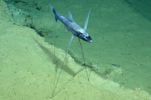 The Miserable Life Of A Tripod Fish