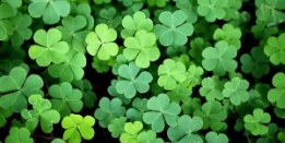 The History of St. Patrick's Day