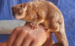 The ring-tailed glider