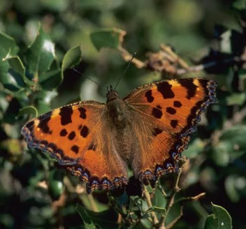The large tortoiseshell butterfly on a plant.