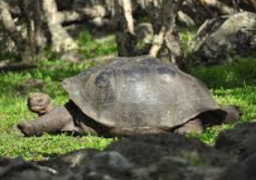 The Floreana Giant Tortoise