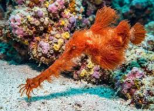 The Snuffleupagus ghost pipefish